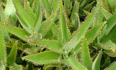 Kalanchoe βάμμα για τη θεραπεία των κιρσών φλεβών